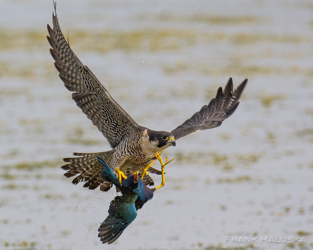 Falcon Hunting