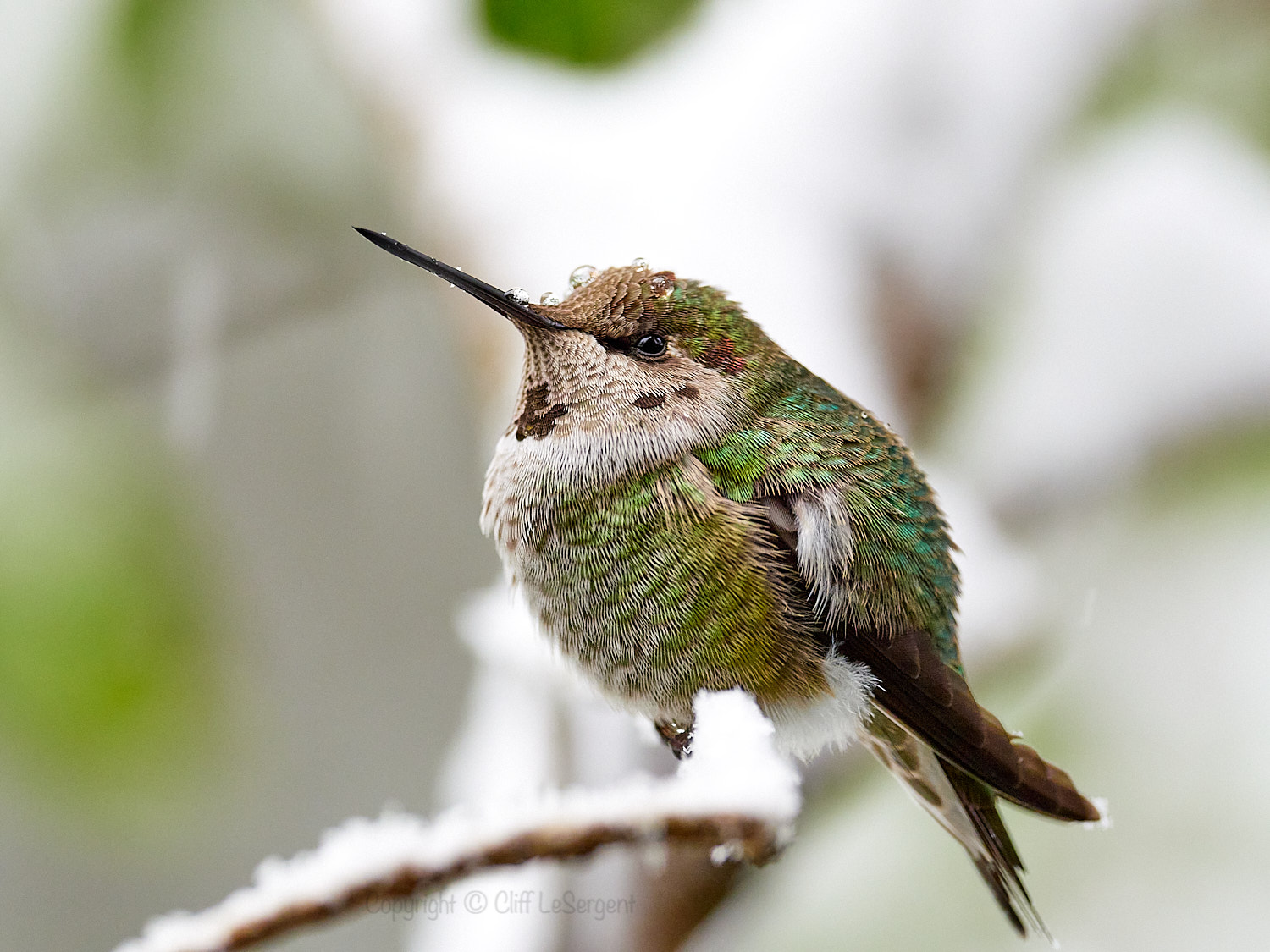 Nature & Wildlife - Photography - FM Forums