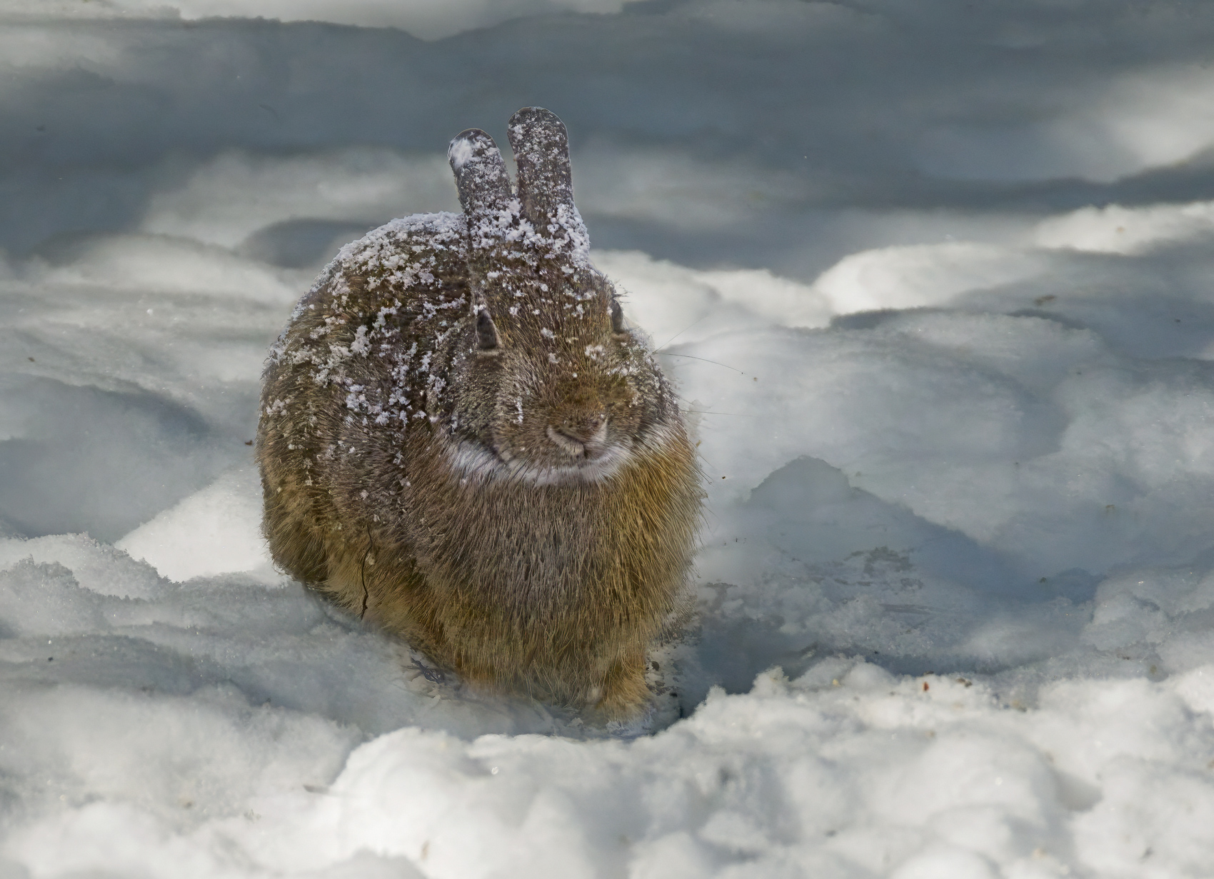Snowy Rabbit. - Photo Critique - Photography - FM Forums
