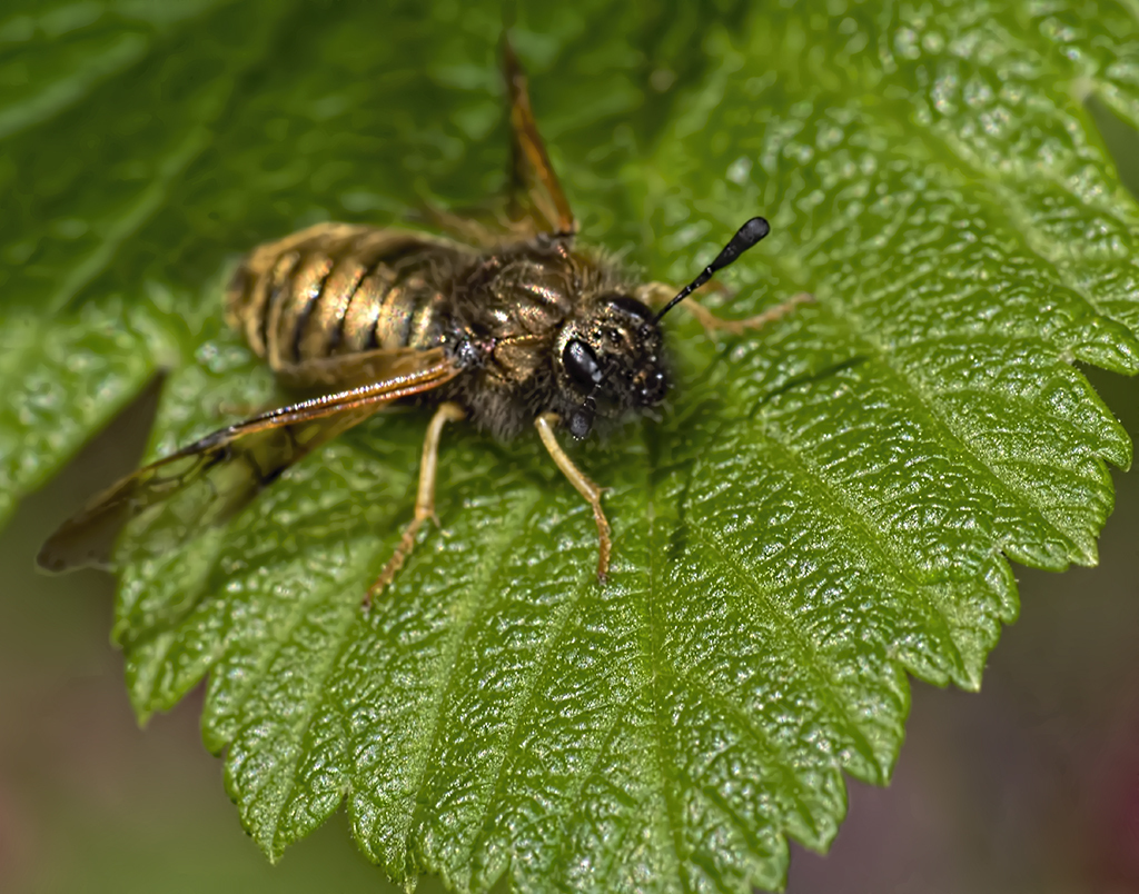 A Golden Honeysuckle Sawfly Abia - FM Forums