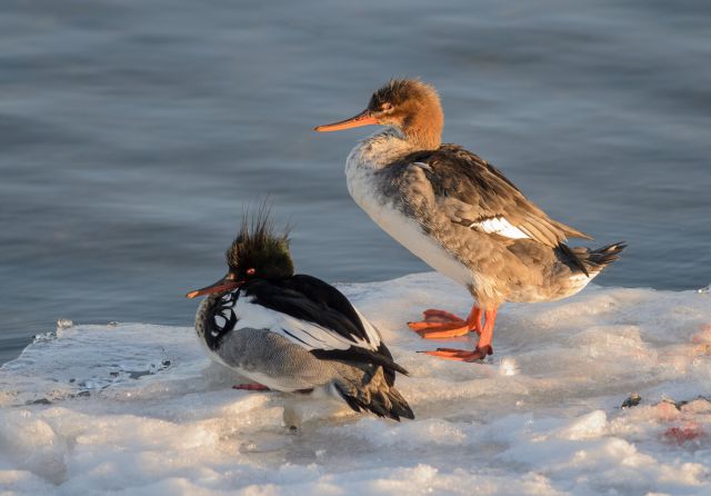 Nature & Wildlife - Photography - FM Forums