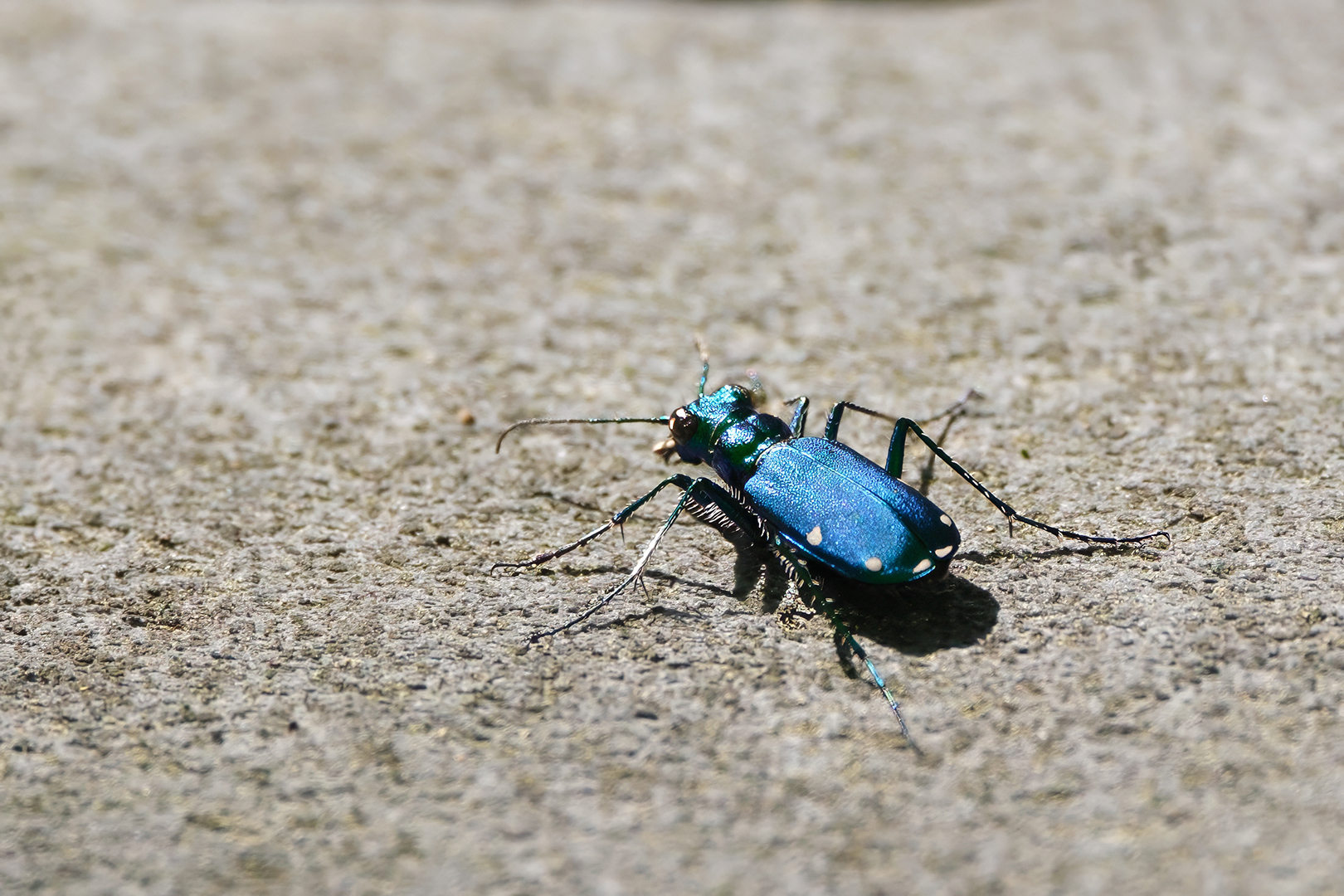 Nature & Wildlife - Photography - FM Forums