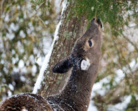 Winter Hunger
