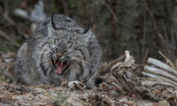 B.C. Lynx