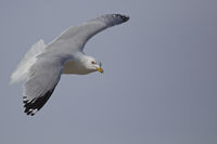 Gull in Flight