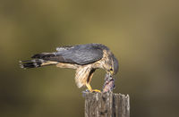 Sparrow for dinner