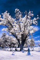 The unseen world of the unseen inhabitants: Infrared Style