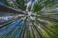 Just Trees