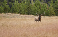 Bull Elk in Yellowstone