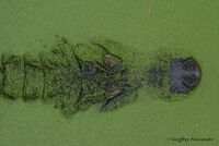Gator in duckweed