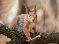 Red Squirrel