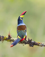 Grey breasted mountain toucan 