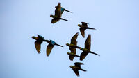 Amazon Rainforest (Ecuador Sacha Lodge) Birds