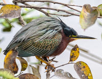 Green Heron, Asian Style