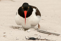 Oystercatcher