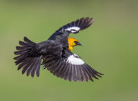 Blackbird