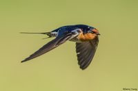 Welcome Swallow