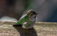 Hummingbird