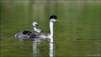 Western Grebe with Chicks