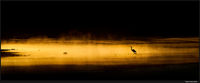 Heron in the Golden Mist