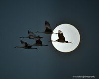 Full roosting Sandhills
