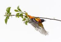 Baltimore Oriole in apples