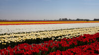 Tulip Fields- Netherlands