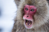 The Japanese Macaque