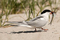 Common Tern