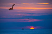 Sunset Pelicans