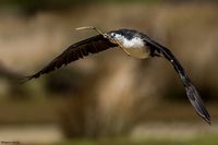 Cormorant and nesting material