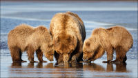 Coastal Brown Bears - Lake Clark
