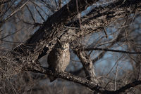 Great Horned Owl