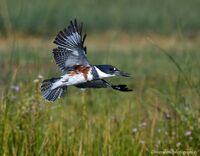 Kingfisher IF