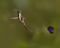 Marvelous Spatuletail