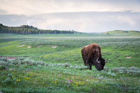 Wildflowers in the Hayden Valley Dawn