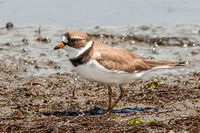 Piping Plover