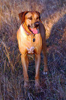 Charlie's Dog