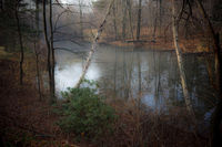 Misty Morning on the River