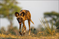 African Wild Dog - Okavango Delta, Botswana