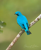 Plum throated cotinga 