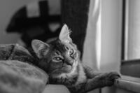 50 F/2 Sample