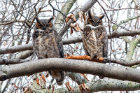 Great Horned Owls