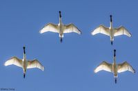 Royal Spoonbills : Looking up