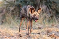 African Wild Dog - Okavango Delta, Botswana