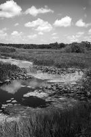 Marshall Preserve