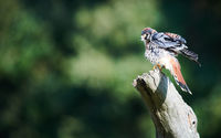 American Kestrel ruffles his feathers
