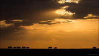 Wildebeest at Sunrise in the Masai Mara