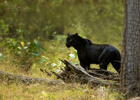 Melanistic Leopard