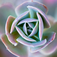 Succulent